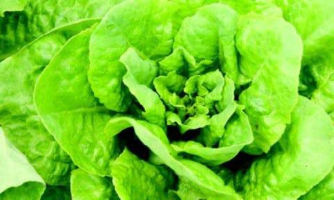 Click to expand   Buttercrunch Lettuce Seeds